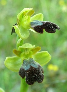 Ophrys fusca Ophrys brun