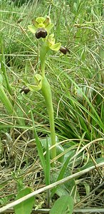 Ophrys fusca (Orchidaceae)  - Ophrys brun Bouches-du-Rhone [France] 04/04/2002 - 110m