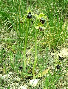 Ophrys fusca (Orchidaceae)  - Ophrys brun Bouches-du-Rhone [France] 04/04/2002 - 110m