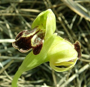 Ophrys fusca (Orchidaceae)  - Ophrys brun Alpes-de-Haute-Provence [France] 05/04/2002 - 360m