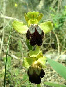 Ophrys fusca (Orchidaceae)  - Ophrys brun Alpes-de-Haute-Provence [France] 05/04/2002 - 360m