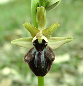 Ophrys incubacea (Orchidaceae)  - Ophrys noir, Ophrys de petite taille, Ophrys noirâtre Var [France] 07/04/2002 - 80m