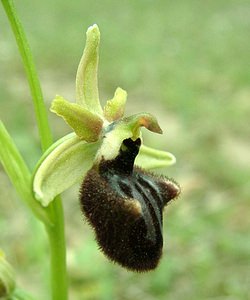 Ophrys incubacea (Orchidaceae)  - Ophrys noir, Ophrys de petite taille, Ophrys noirâtre Var [France] 07/04/2002 - 90m