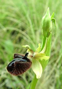 Ophrys incubacea (Orchidaceae)  - Ophrys noir, Ophrys de petite taille, Ophrys noirâtre Var [France] 07/04/2002 - 90m