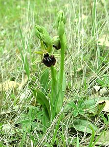 Ophrys incubacea (Orchidaceae)  - Ophrys noir, Ophrys de petite taille, Ophrys noirâtre Var [France] 07/04/2002 - 90m