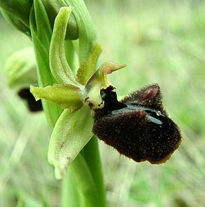 Ophrys incubacea (Orchidaceae)  - Ophrys noir, Ophrys de petite taille, Ophrys noirâtre Var [France] 07/04/2002 - 90m