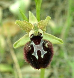 Ophrys incubacea (Orchidaceae)  - Ophrys noir, Ophrys de petite taille, Ophrys noirâtre Var [France] 09/04/2002 - 90m