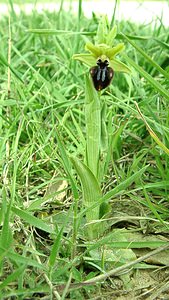 Ophrys incubacea (Orchidaceae)  - Ophrys noir, Ophrys de petite taille, Ophrys noirâtre Var [France] 09/04/2002 - 80m