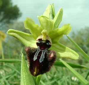 Ophrys incubacea (Orchidaceae)  - Ophrys noir, Ophrys de petite taille, Ophrys noirâtre Var [France] 09/04/2002 - 80m