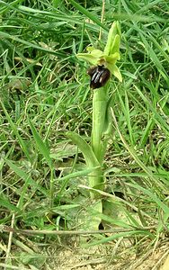 Ophrys incubacea (Orchidaceae)  - Ophrys noir, Ophrys de petite taille, Ophrys noirâtre Var [France] 09/04/2002 - 80m