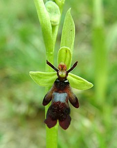 Ophrys insectifera (Orchidaceae)  - Ophrys mouche - Fly Orchid Pas-de-Calais [France] 20/04/2002 - 90m