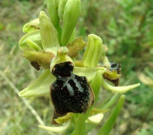 Ophrys passionis (Orchidaceae)  - Ophrys de la Passion Bouches-du-Rhone [France] 04/04/2002 - 110m