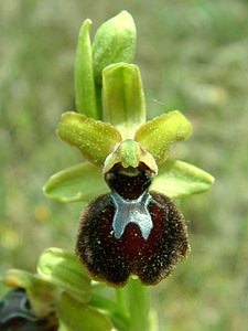 Ophrys passionis (Orchidaceae)  - Ophrys de la Passion Bouches-du-Rhone [France] 04/04/2002 - 110m