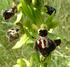 Ophrys passionis (Orchidaceae)  - Ophrys de la Passion Bouches-du-Rhone [France] 04/04/2002 - 110m