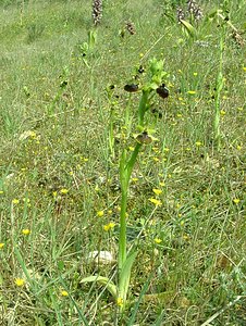 Ophrys passionis (Orchidaceae)  - Ophrys de la Passion Bouches-du-Rhone [France] 04/04/2002 - 110m