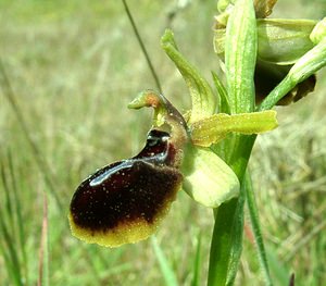 Ophrys passionis (Orchidaceae)  - Ophrys de la Passion Bouches-du-Rhone [France] 04/04/2002 - 110m