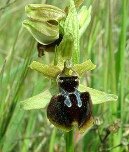 Ophrys passionis (Orchidaceae)  - Ophrys de la Passion Bouches-du-Rhone [France] 04/04/2002 - 110m