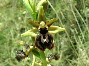 Ophrys passionis (Orchidaceae)  - Ophrys de la Passion Bouches-du-Rhone [France] 04/04/2002 - 110m