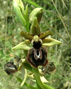 Ophrys passionis (Orchidaceae)  - Ophrys de la Passion Bouches-du-Rhone [France] 04/04/2002 - 110m