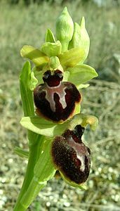 Ophrys passionis (Orchidaceae)  - Ophrys de la Passion Bouches-du-Rhone [France] 04/04/2002 - 110m