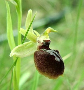 Ophrys passionis (Orchidaceae)  - Ophrys de la Passion Var [France] 07/04/2002 - 90m