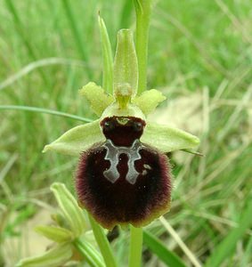 Ophrys provincialis (Orchidaceae)  - Ophrys de Provence Var [France] 09/04/2002 - 90m