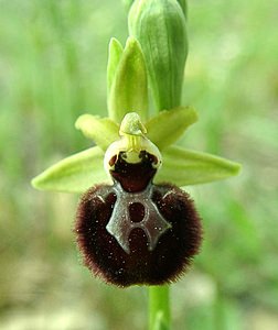 Ophrys provincialis (Orchidaceae)  - Ophrys de Provence Var [France] 09/04/2002 - 90m