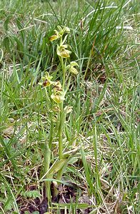 Ophrys virescens (Orchidaceae)  - Ophrys verdissant Pas-de-Calais [France] 27/04/2002 - 90m