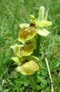 Ophrys virescens (Orchidaceae)  - Ophrys verdissant Pas-de-Calais [France] 20/04/2002 - 90m