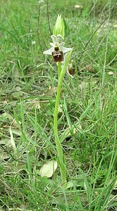 Ophrys x fayencensis (Orchidaceae) Ophrys exaltata x Ophrys provincialis. Var [France] 09/04/2002 - 80m