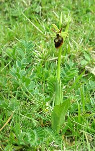 Ophrys x hybrida (Orchidaceae)  - Ophrys hybrideOphrys insectifera x Ophrys sphegodes. Pas-de-Calais [France] 20/04/2002 - 90m