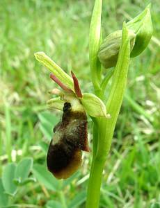 Ophrys x hybrida (Orchidaceae)  - Ophrys hybrideOphrys insectifera x Ophrys sphegodes. Pas-de-Calais [France] 20/04/2002 - 90m