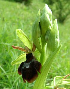 Ophrys x hybrida (Orchidaceae)  - Ophrys hybrideOphrys insectifera x Ophrys sphegodes. Pas-de-Calais [France] 20/04/2002 - 90m