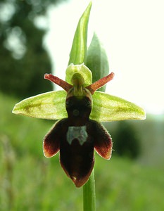 Ophrys x hybrida (Orchidaceae)  - Ophrys hybrideOphrys insectifera x Ophrys sphegodes. Pas-de-Calais [France] 20/04/2002 - 90m