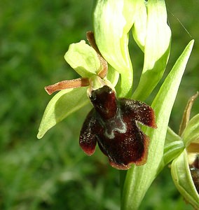 Ophrys x hybrida (Orchidaceae)  - Ophrys hybrideOphrys insectifera x Ophrys sphegodes. Pas-de-Calais [France] 20/04/2002 - 90m