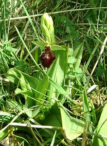 Ophrys x hybrida (Orchidaceae)  - Ophrys hybrideOphrys insectifera x Ophrys sphegodes. Pas-de-Calais [France] 27/04/2002 - 80m