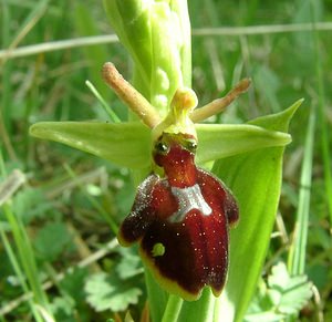 Ophrys x hybrida (Orchidaceae)  - Ophrys hybrideOphrys insectifera x Ophrys sphegodes. Pas-de-Calais [France] 27/04/2002 - 80m