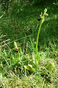 Ophrys x hybrida (Orchidaceae)  - Ophrys hybrideOphrys insectifera x Ophrys sphegodes. Pas-de-Calais [France] 27/04/2002 - 80m