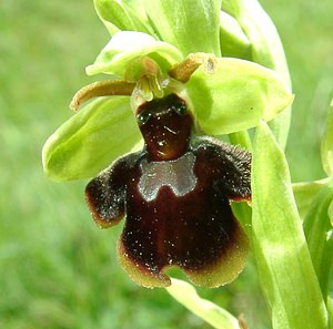Ophrys x hybrida (Orchidaceae)  - Ophrys hybrideOphrys insectifera x Ophrys sphegodes. Pas-de-Calais [France] 27/04/2002 - 80m