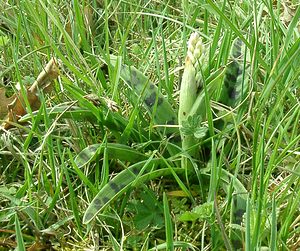 Orchis mascula (Orchidaceae)  - Orchis mâle - Early-purple Orchid Cantal [France] 12/04/2002 - 650m