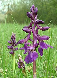 Orchis mascula (Orchidaceae)  - Orchis mâle - Early-purple Orchid Cantal [France] 12/04/2002 - 650m