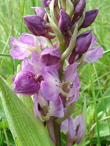 Orchis mascula (Orchidaceae)  - Orchis mâle - Early-purple Orchid Cantal [France] 12/04/2002 - 650m