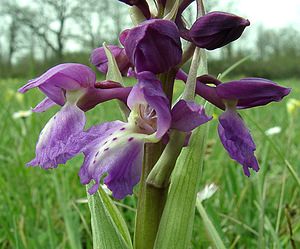 Orchis mascula (Orchidaceae)  - Orchis mâle - Early-purple Orchid Cantal [France] 12/04/2002 - 650m