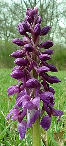 Orchis mascula (Orchidaceae)  - Orchis mâle - Early-purple Orchid Cantal [France] 12/04/2002 - 650m