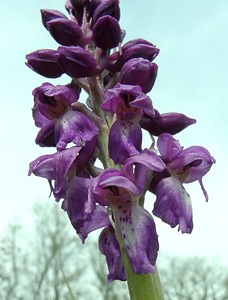 Orchis mascula (Orchidaceae)  - Orchis mâle - Early-purple Orchid Cantal [France] 12/04/2002 - 650m