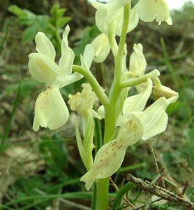 Orchis provincialis (Orchidaceae)  - Orchis de Provence Var [France] 08/04/2002 - 120m