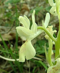 Orchis provincialis (Orchidaceae)  - Orchis de Provence Var [France] 08/04/2002 - 120m