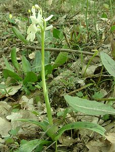 Orchis provincialis (Orchidaceae)  - Orchis de Provence Var [France] 08/04/2002 - 120m