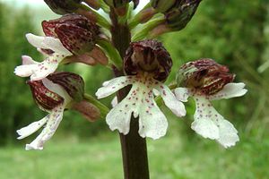 Orchis purpurea (Orchidaceae)  - Orchis pourpre, Grivollée, Orchis casque, Orchis brun - Lady Orchid Pas-de-Calais [France] 20/04/2002 - 90m