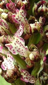 Orchis purpurea (Orchidaceae)  - Orchis pourpre, Grivollée, Orchis casque, Orchis brun - Lady Orchid Pas-de-Calais [France] 20/04/2002 - 90m